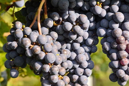 Photo Picture of a Beautiful Grape Fruit Vineyard Ready to Produce Wine