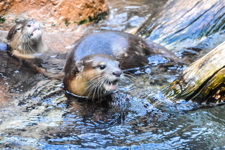 Photo Picture of a Water Mammal Nutria Aonix Cinereaの写真素材
