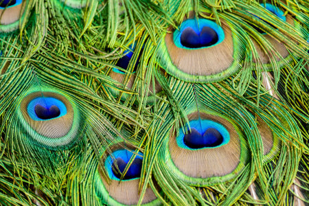 peacock with feathers, beautiful photo digital picture