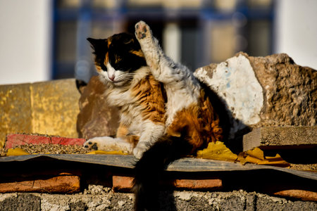 cat in garden, beautiful photo digital picture
