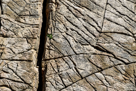 bark of a tree, photo as a background, digital image