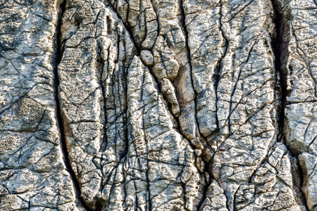 tree in the forest, photo as a background, digital image