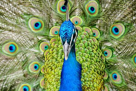 peacock with feathers, beautiful photo digital pictureの写真素材