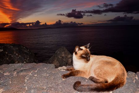 Spanish View Landscape in Puerto del Carmen Lanzarote Tropical Volcanic Canary Islands Spain at Sunsetの写真素材