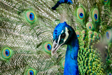 peacock with feathers out, beautiful photo digital picture