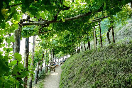vineyard in france, beautiful photo digital pictureの写真素材