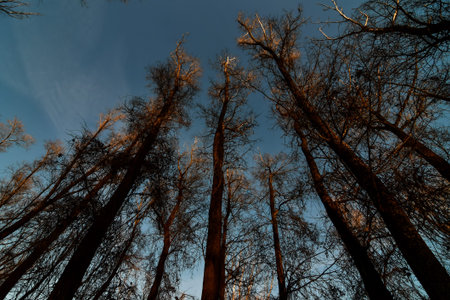 trees in winter, photo as a background, digital image