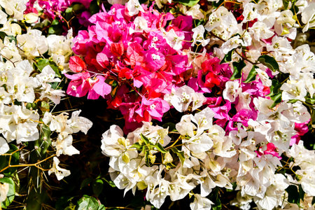flowers in the garden, beautiful photo digital picture