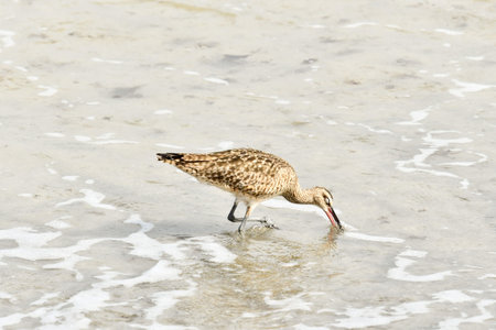 duck in water, photo as a background, digital image