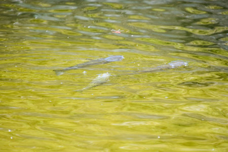 shoal of fish, photo as a background, digital image