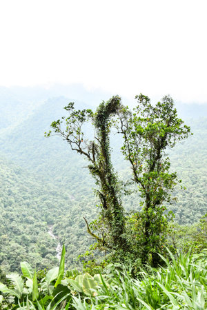 tree on coast of the sea, photo as a background, digital image