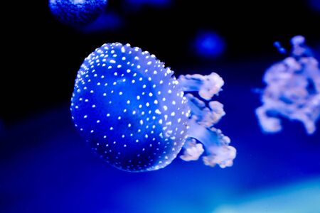 Photo Picture of Some Jellyfish Dangerous Poisonous Medusaの写真素材