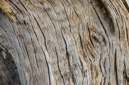 Trunk Texture of Gnarled Juniper Tree Shaped By The Wind at El Sabinar, Island of El Hierro