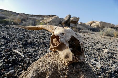 Photo Picture of the Dry Goat Skull Boneの写真素材