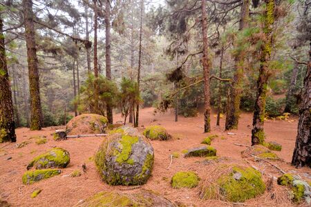 Spanish View Landscape in Tenerfe Tropical Volcanic Canary Islands Spainの写真素材