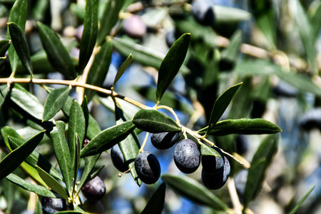 olives on a branch, beautiful photo digital picture