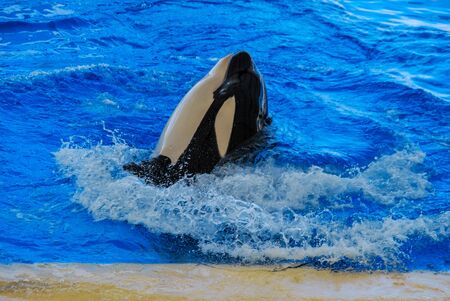 dolphin in blue water, beautiful photo digital pictureの写真素材