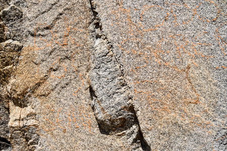 texture of bark of tree, photo as a background, digital image