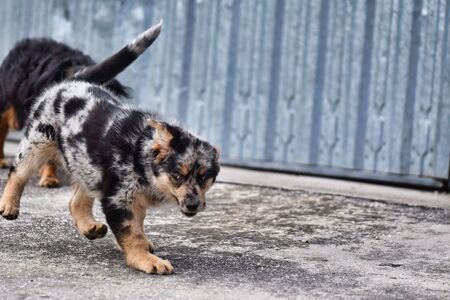 dog on street, photo as a background, digital imageの写真素材