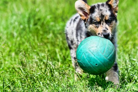 dog with a ball, photo as a background, digital imageの写真素材