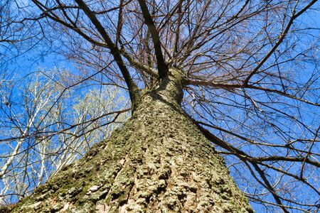 tree in spring, photo as a background, digital imageの写真素材