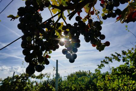 grapes on the vine, photo as a background, digital image facade of an old building, photo as a background, digital imageの写真素材