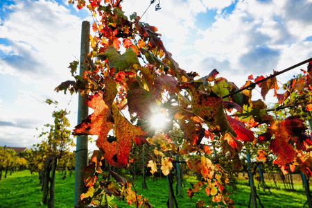 autumn leaves on a background of blue sky, photo as a background, digital image