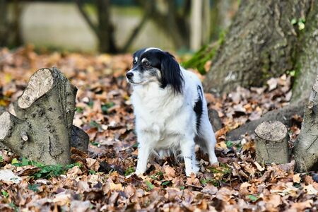 dog in the park, photo as a background, digital imageの写真素材
