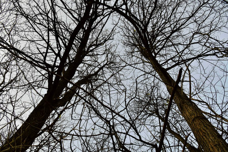 tree and sky, photo as a background, digital imageの写真素材