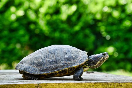 Photo Picture of Red Eared Terrapin Trachemys Scripta Elegans Tortoiseの写真素材