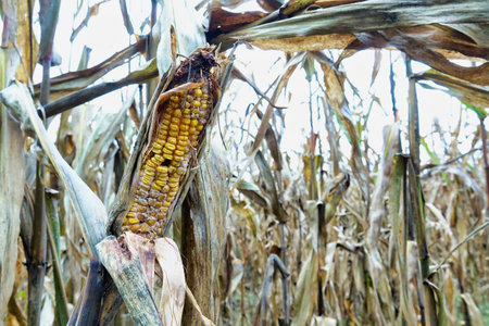 corn in the field, photo as a background, digital image