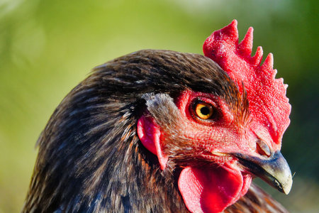 portrait of a rooster, photo as a background, digital image