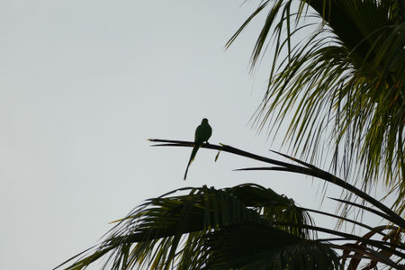 Green Palm Canarian Tree on the Blue Sky Background