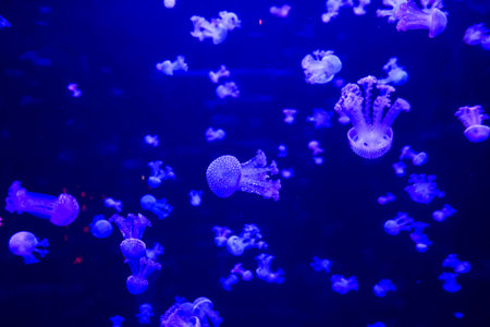 Photo Picture of Some Jellyfish Dangerous Poisonous Medusa