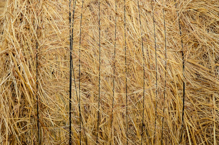 Image of Dried Yellow Hay Pattern Texture Background