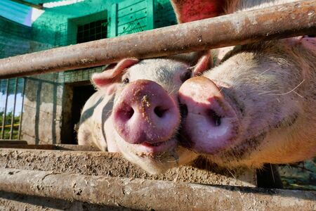 pig in the farm, photo as a background, digital imageの写真素材