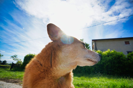dog in field, photo as a background, digital image