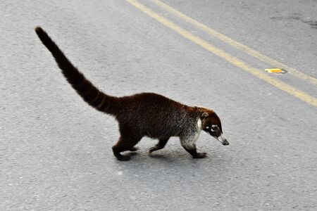 Coati mammal animal , in Arenal lake and volcano park area, Costa ricaの写真素材