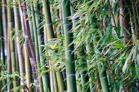 bamboo in forest, photo as a background, digital imageの写真素材
