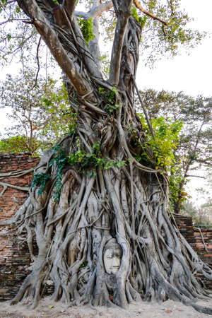 Beautiful photo of Ayutthaya Wat Temple ruin taken in thailandの写真素材