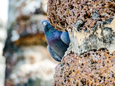 bird in nest, beautiful photo digital pictureの写真素材