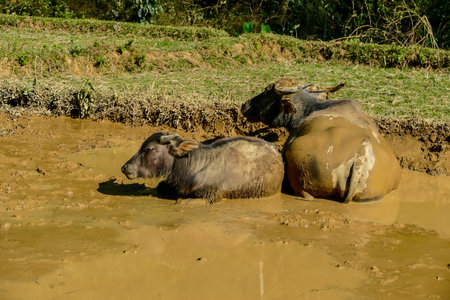buffalo in water, beautiful photo digital picture