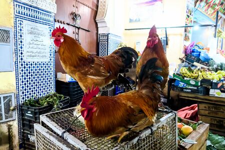 rooster and hen, beautiful photo digital pictureの写真素材