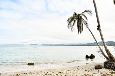 palm tree on the beach, photo as a background