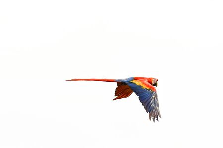 colorful parrot on white background, photo as a background, digital imageの写真素材