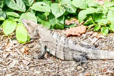 iguana on rock, photo as a background, digital image