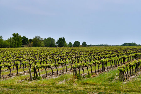 rows of vines in vineyard, photo as a background, digital image