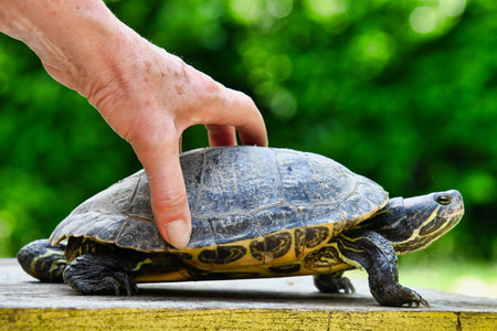 Photo Picture of Red Eared Terrapin Trachemys Scripta Elegans Tortoise