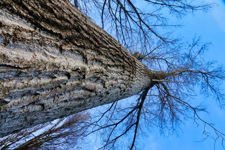 tree on blue sky, photo as a backgroundの写真素材