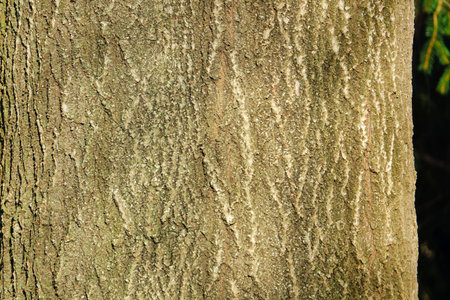bark of a tree, photo as a background